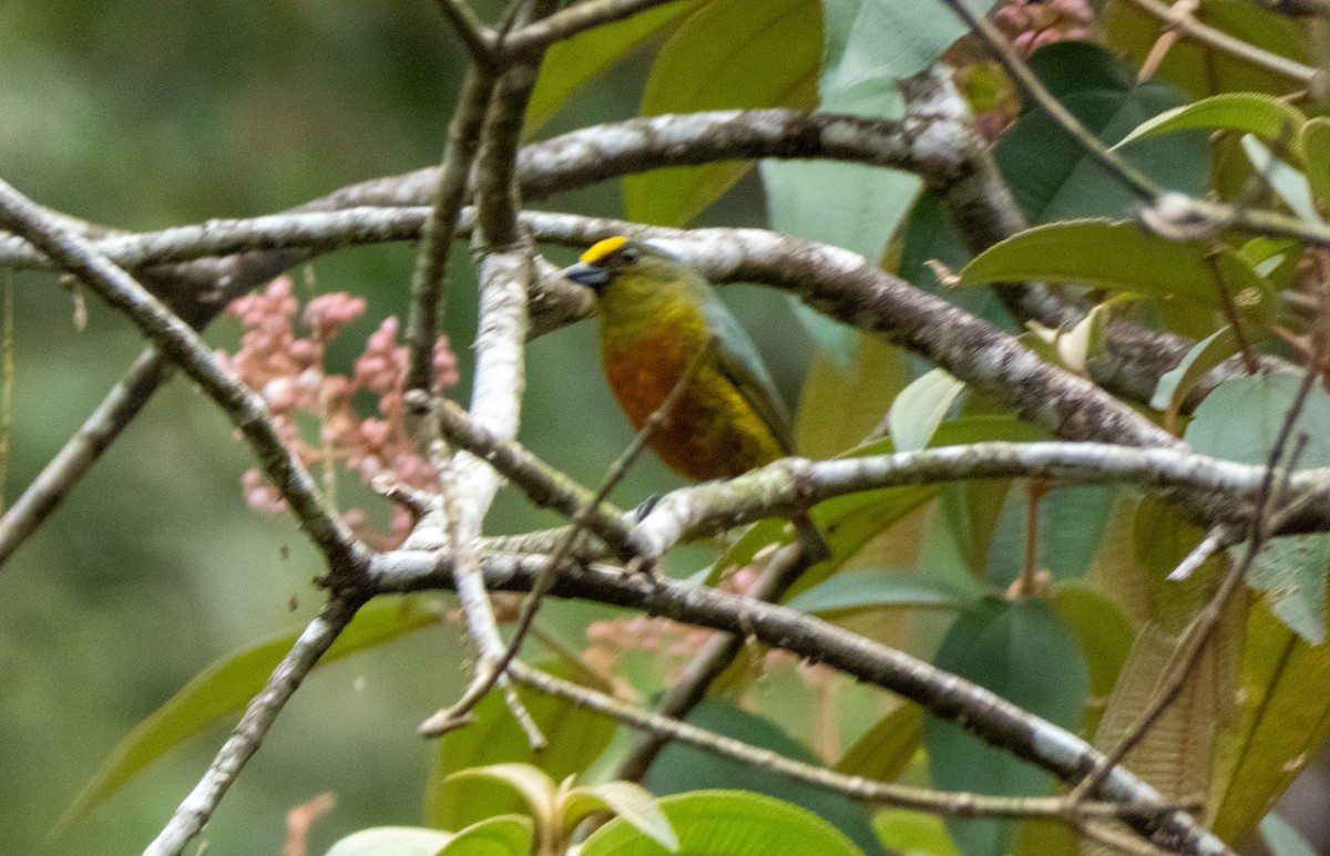 Olive-backed Euphonia - Cesar Contreras