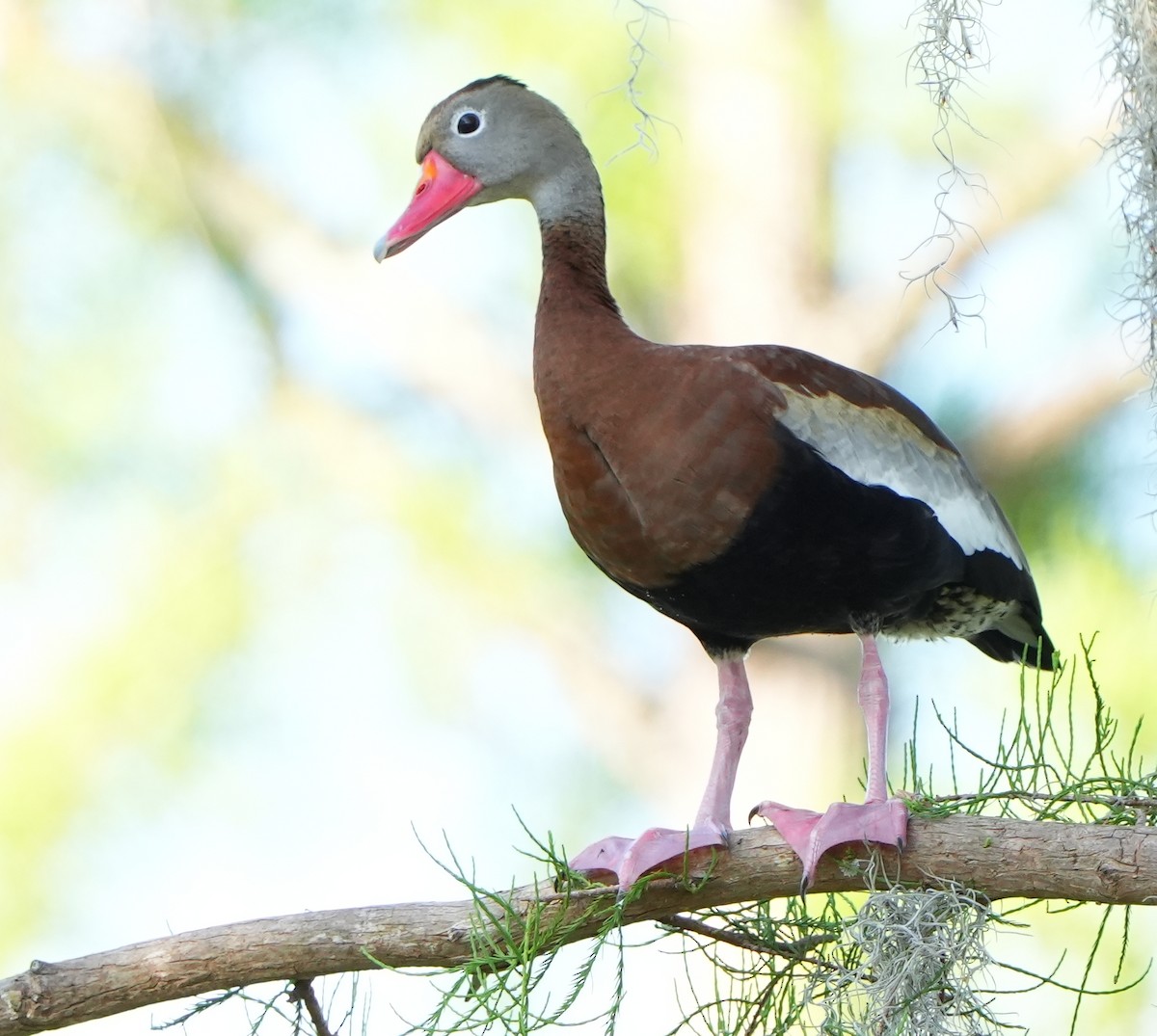Black-bellied Whistling-Duck - Dave Bowman