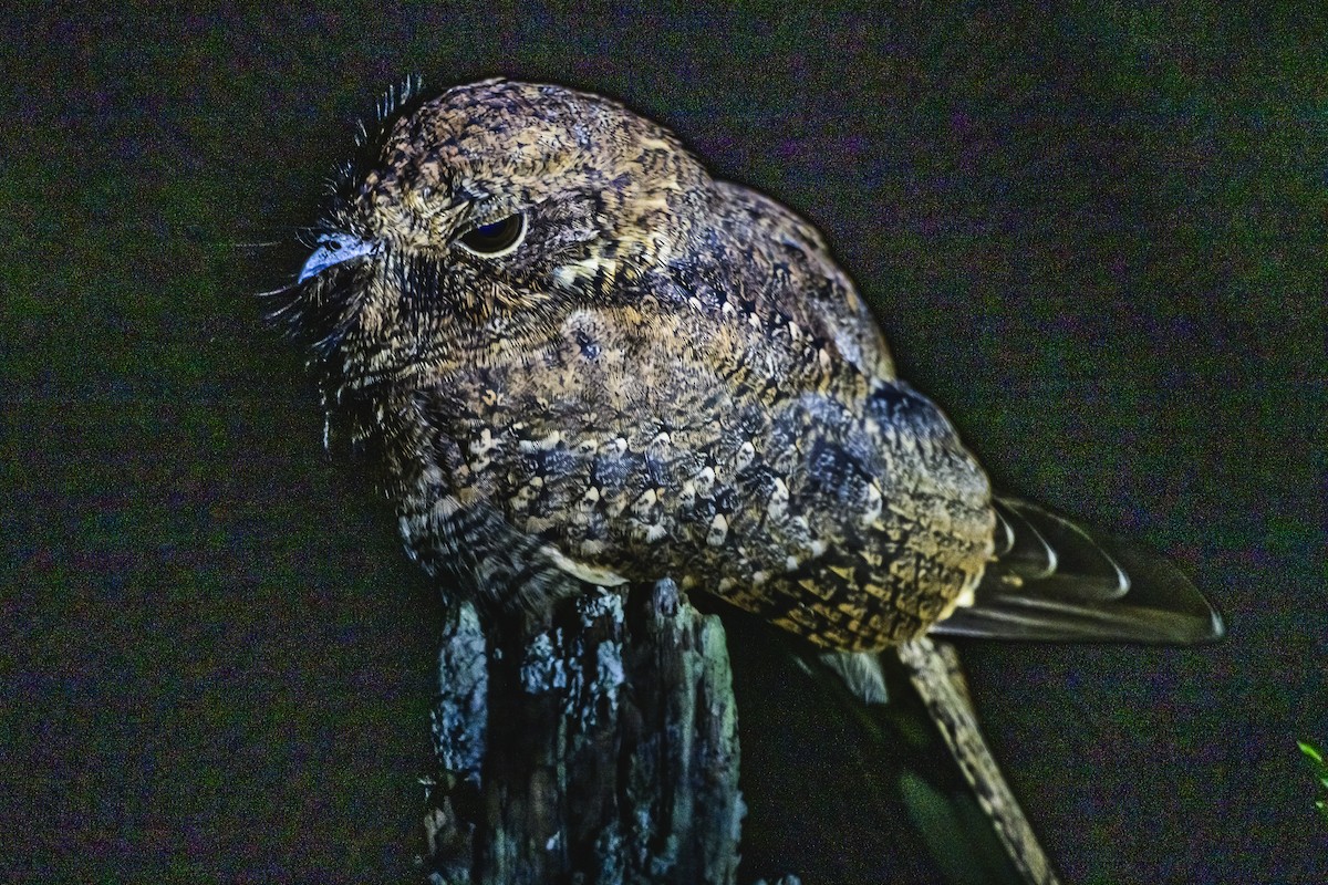 Band-winged Nightjar - Amed Hernández