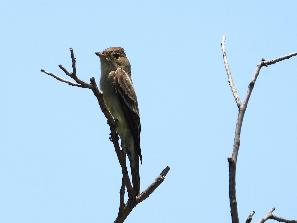 Western Wood-Pewee - ML618449805