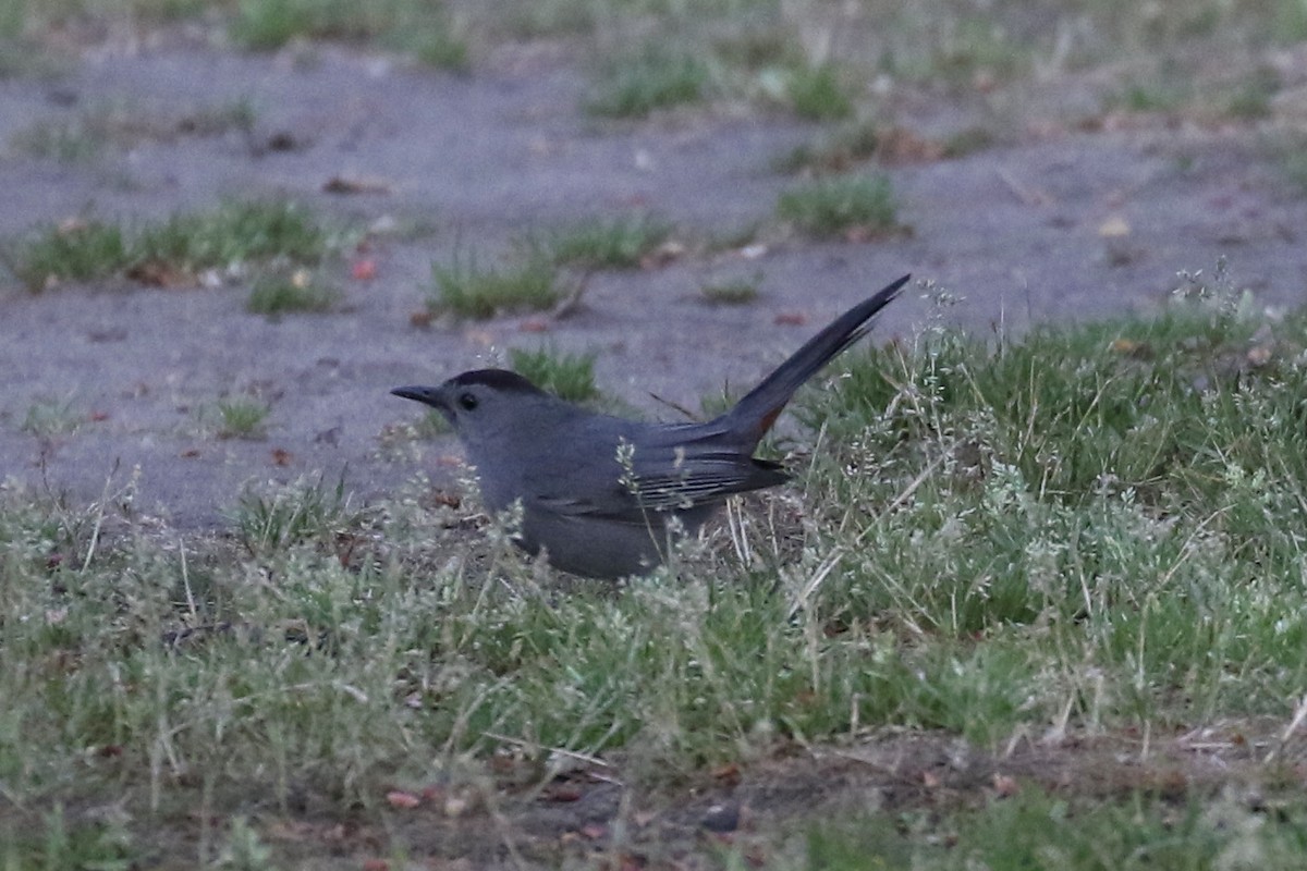 Gray Catbird - ML618449827