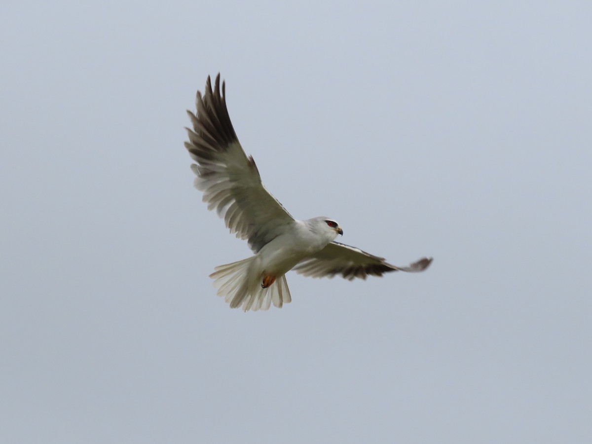 Black-winged Kite - Luís Custódia