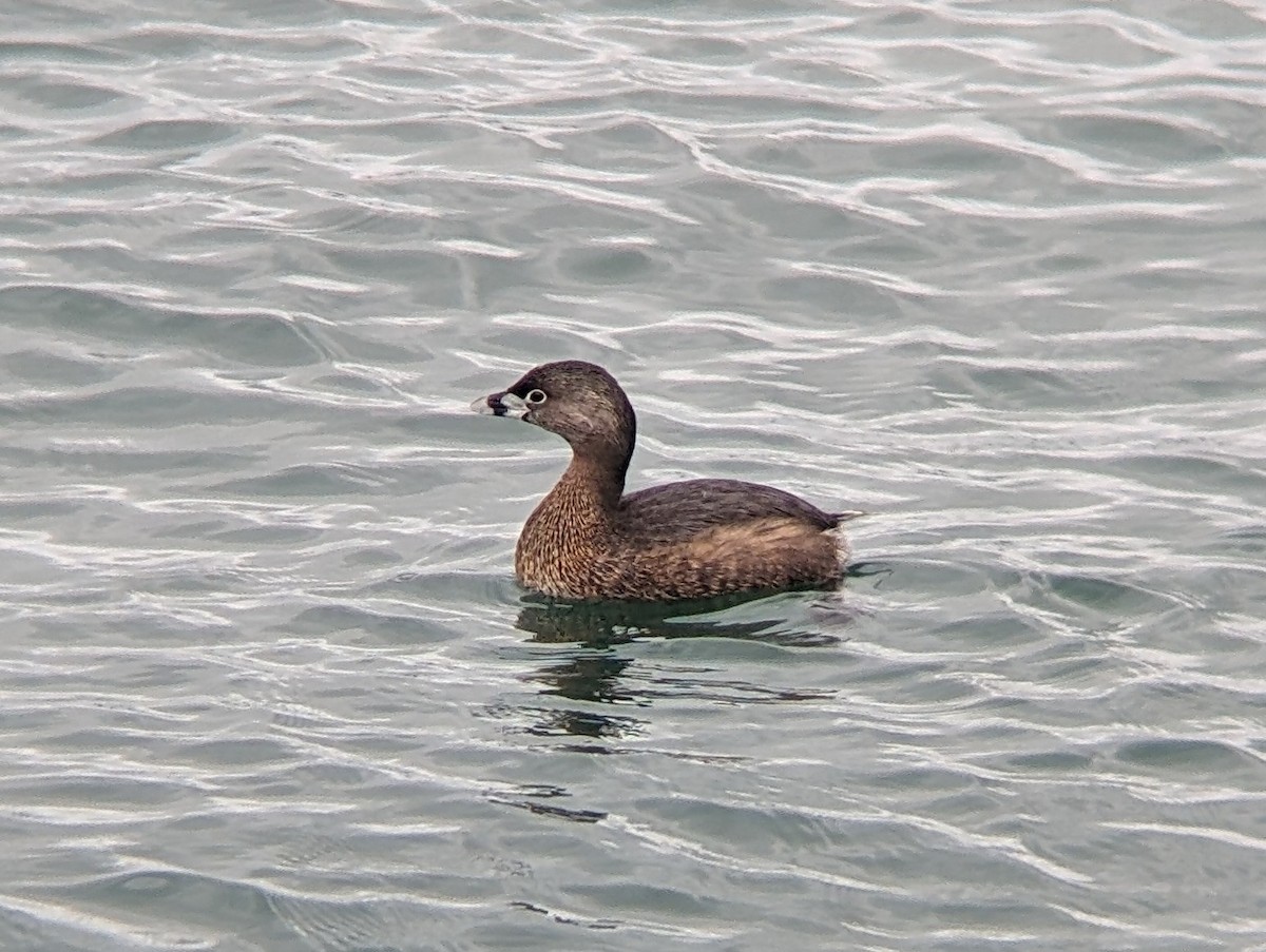 Pied-billed Grebe - Drew Lindow