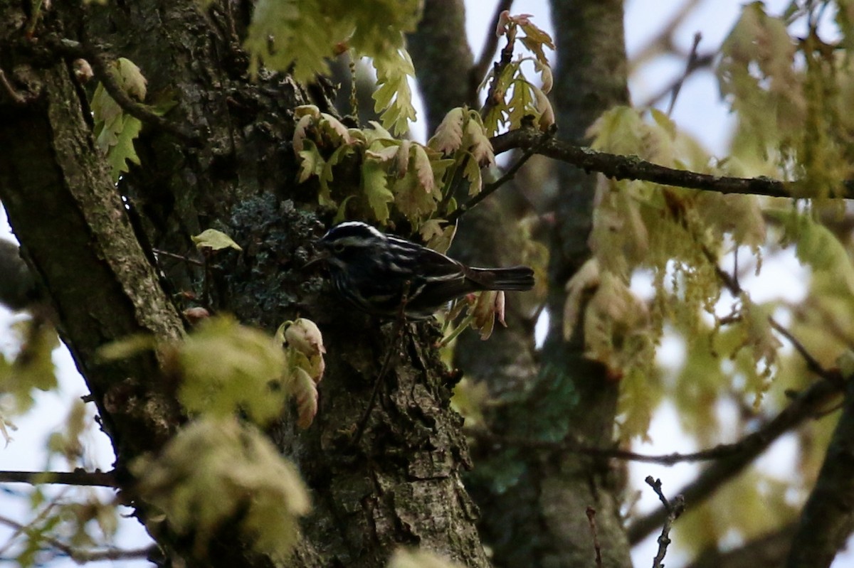 Black-and-white Warbler - ML618449919