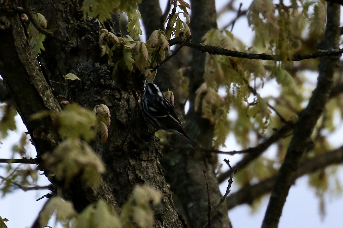 Black-and-white Warbler - ML618449920