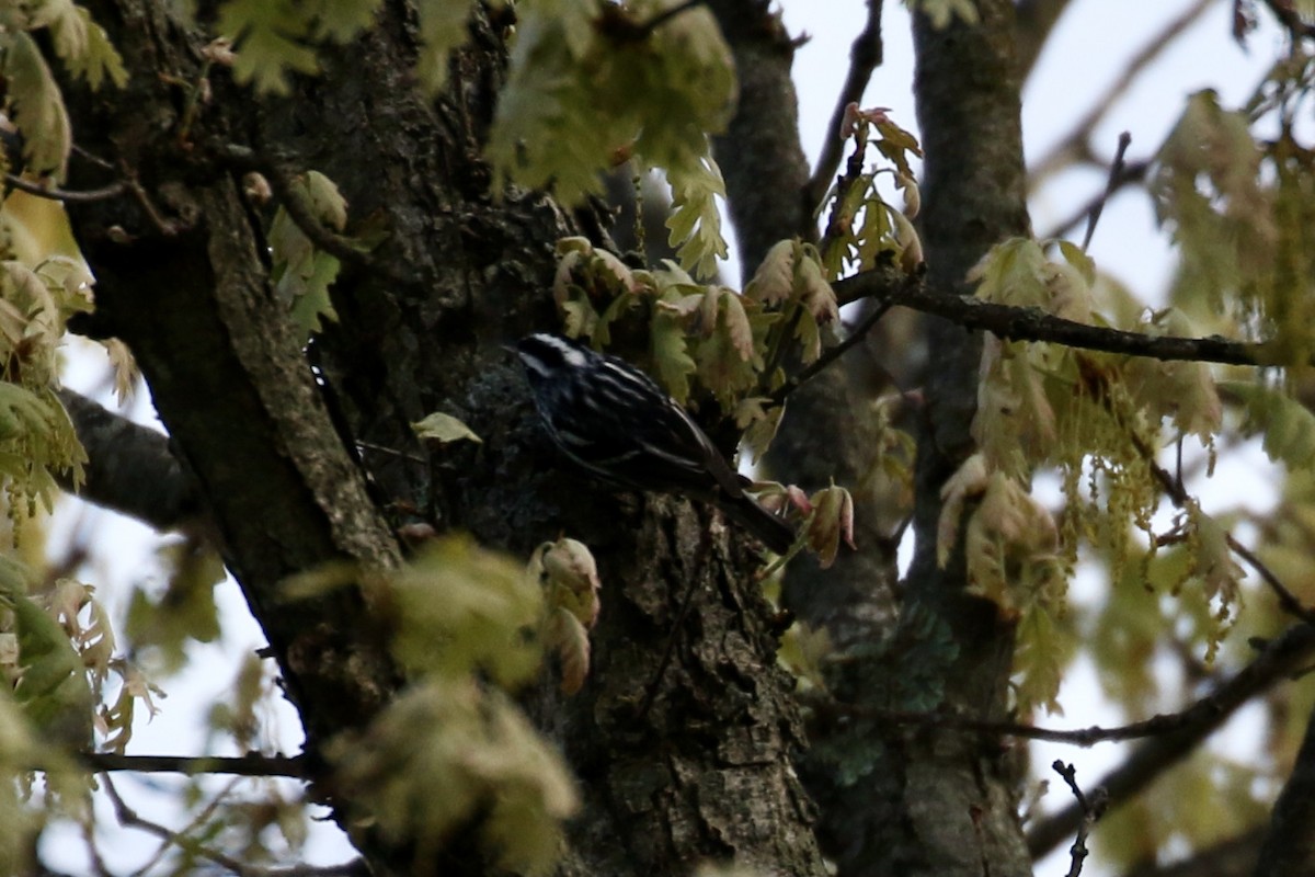 Black-and-white Warbler - ML618449922