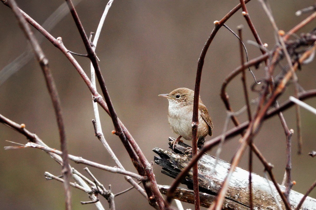 House Wren - ML618449980