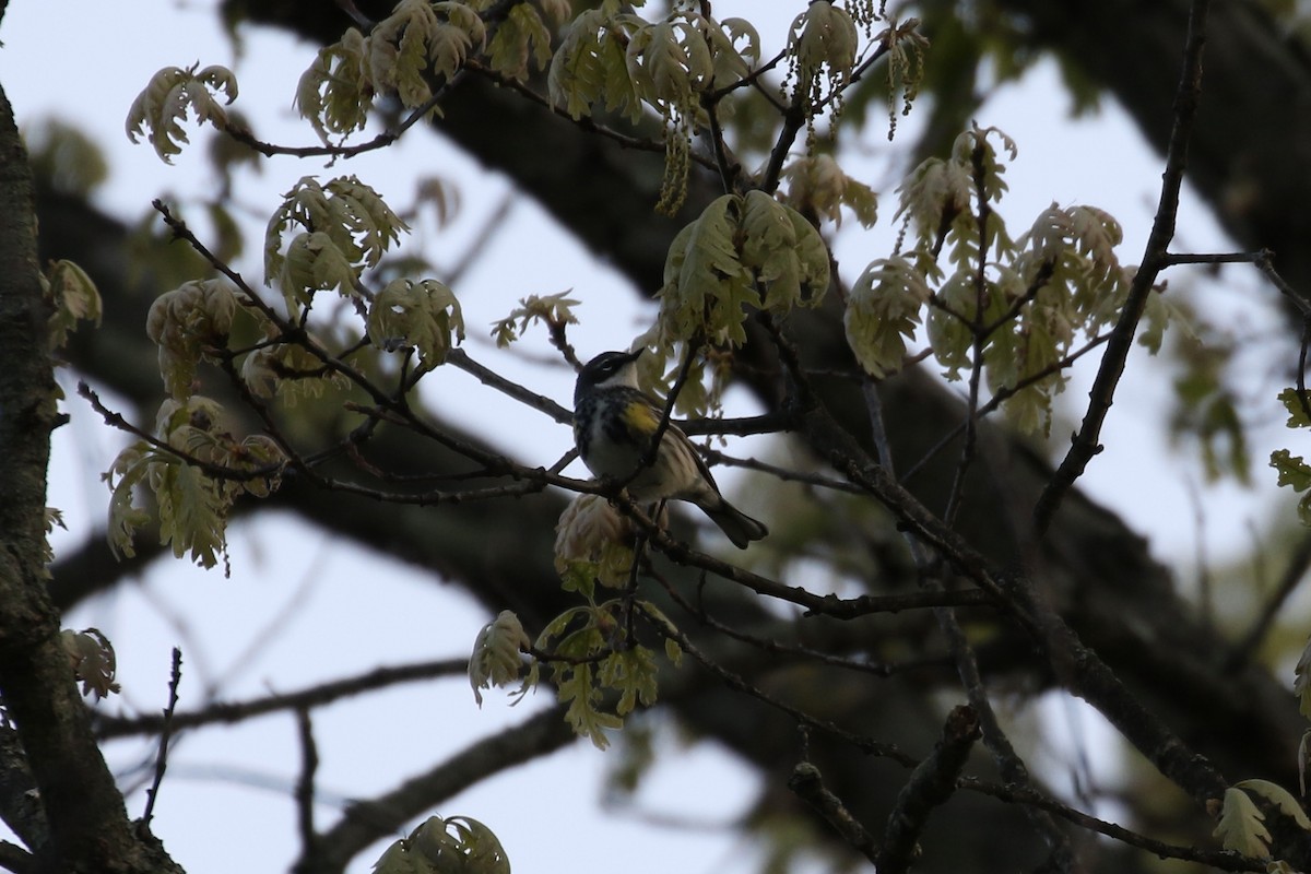 Yellow-rumped Warbler - ML618449988