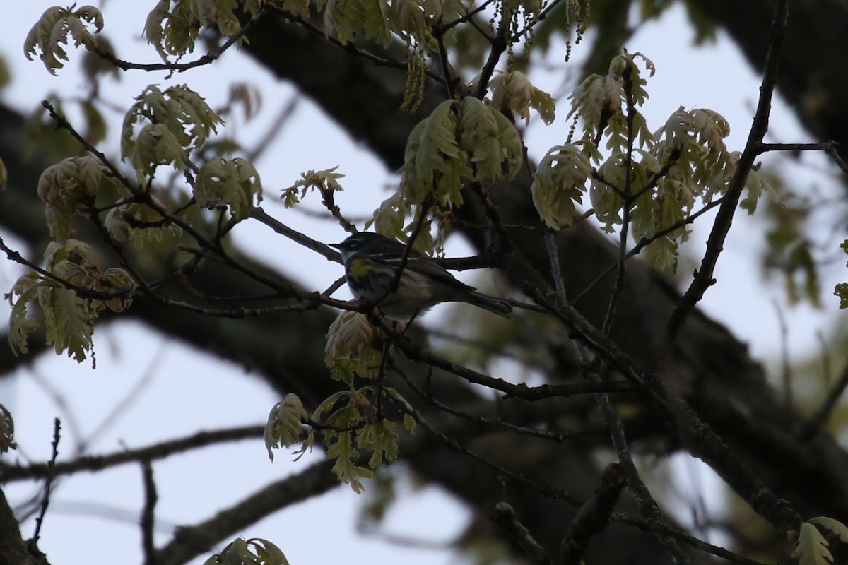 Yellow-rumped Warbler - ML618449989