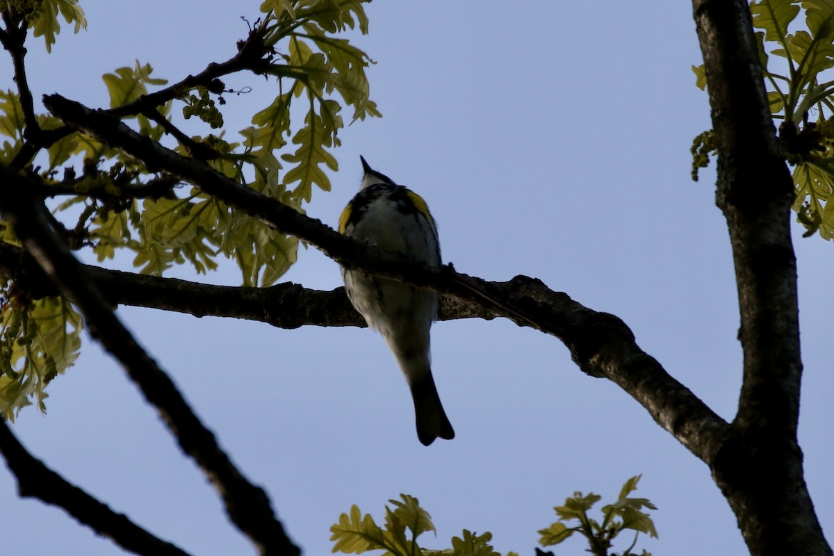 Yellow-rumped Warbler - Pranav Kumar