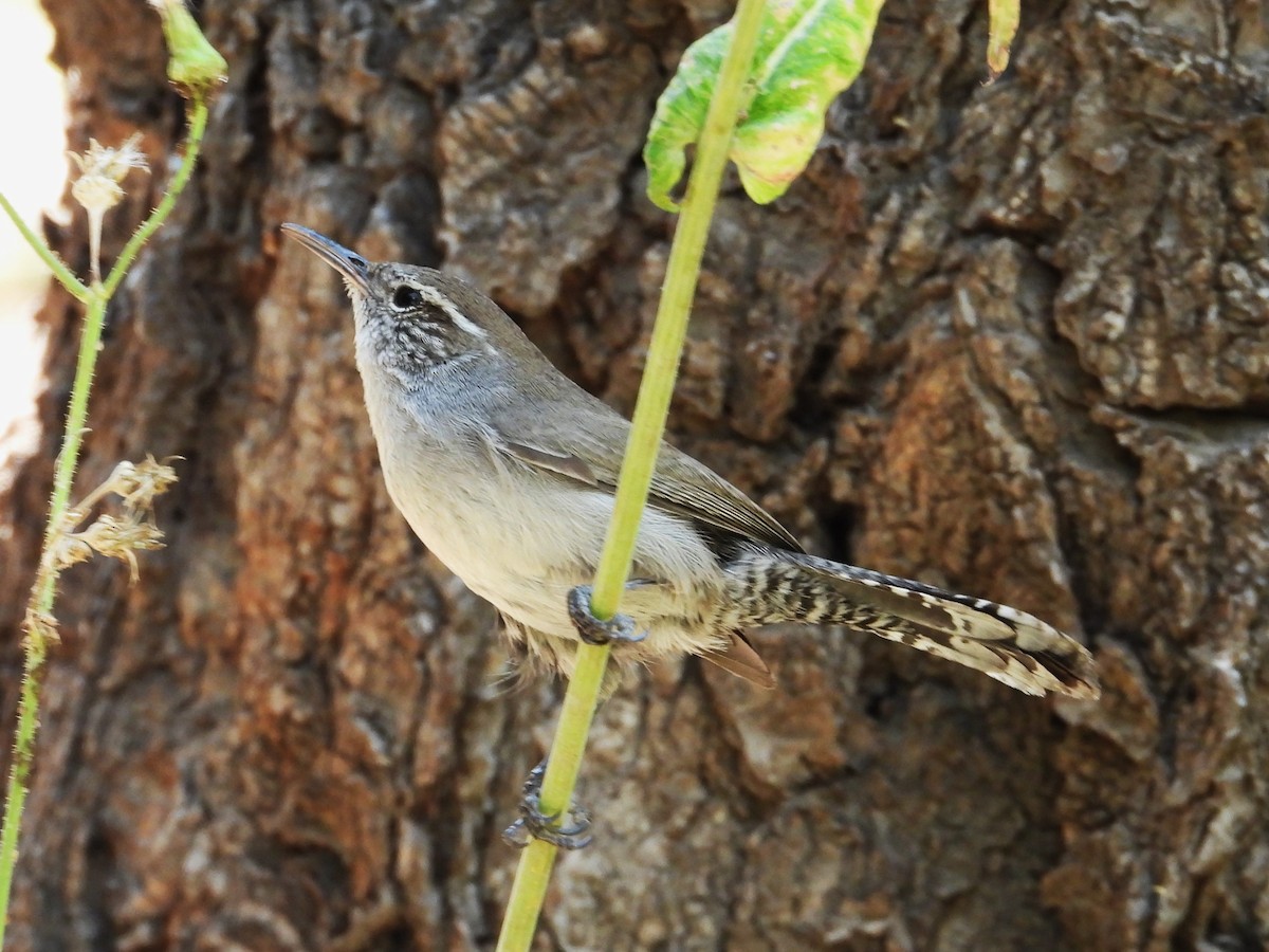 Bewick's Wren - Rocío Reybal 🐦