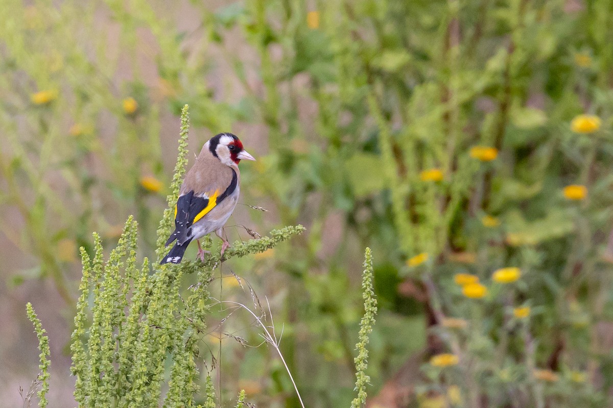 European Goldfinch - Antonio M Abella