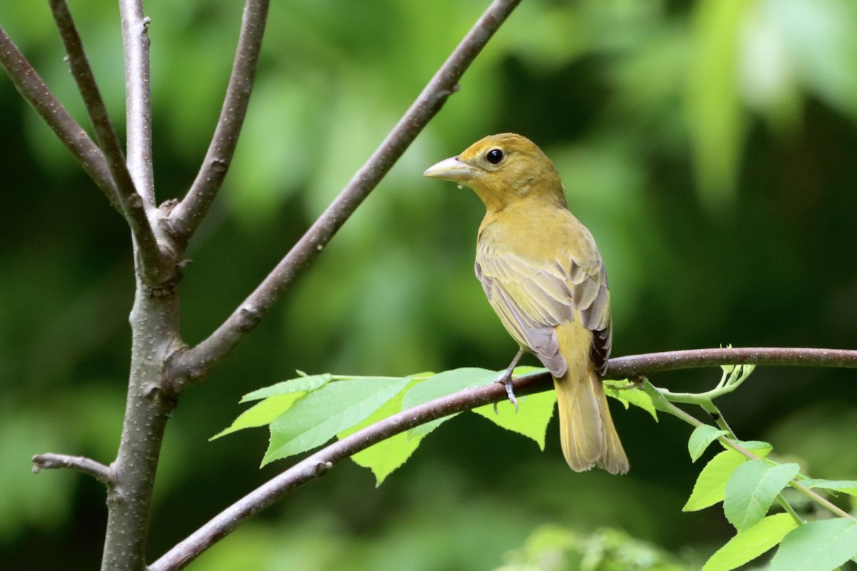 Summer Tanager - Jo VerMulm