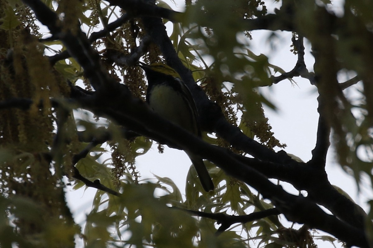 Black-throated Green Warbler - ML618450068