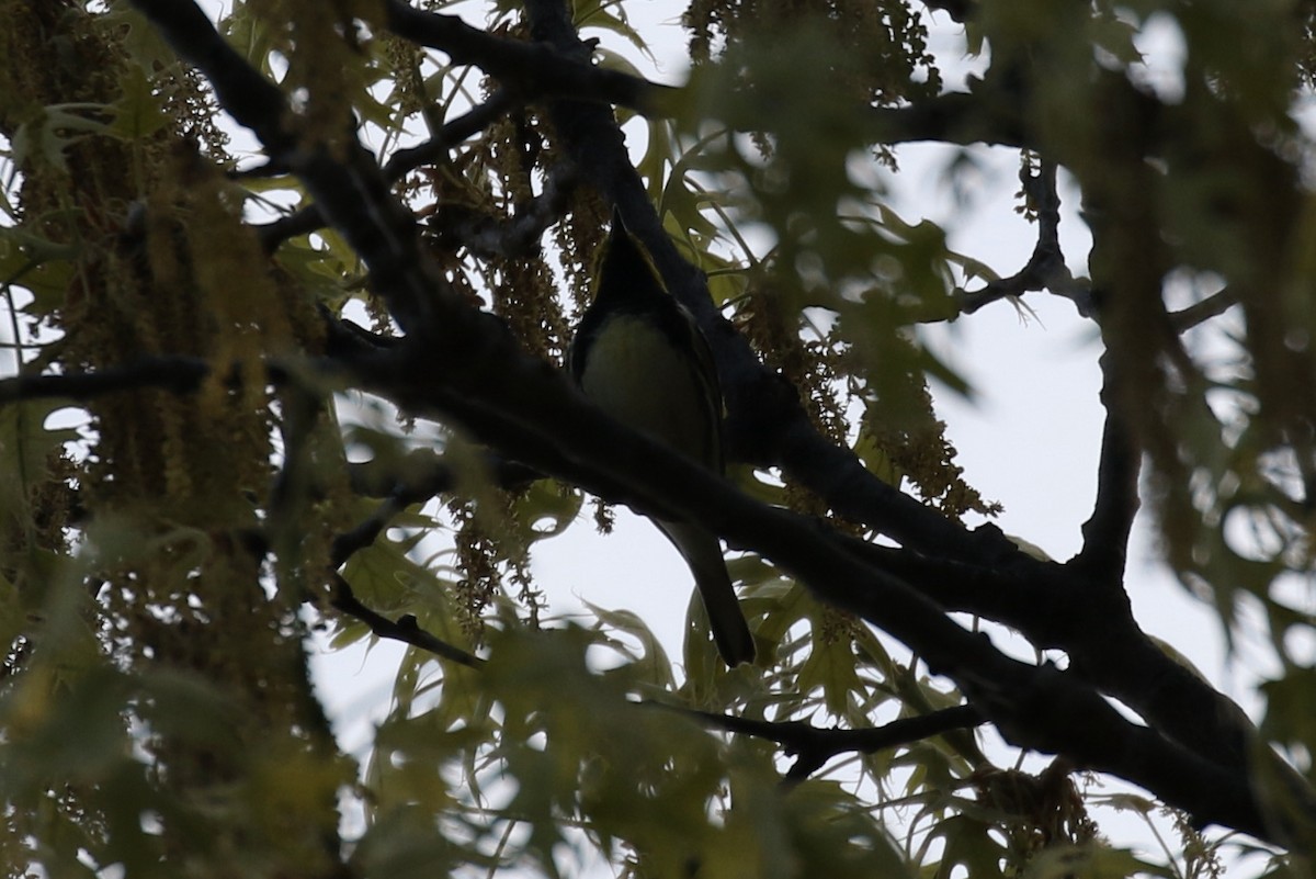 Black-throated Green Warbler - ML618450069