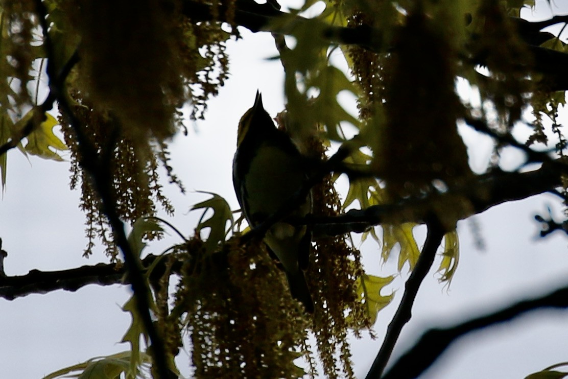 Black-throated Green Warbler - ML618450070