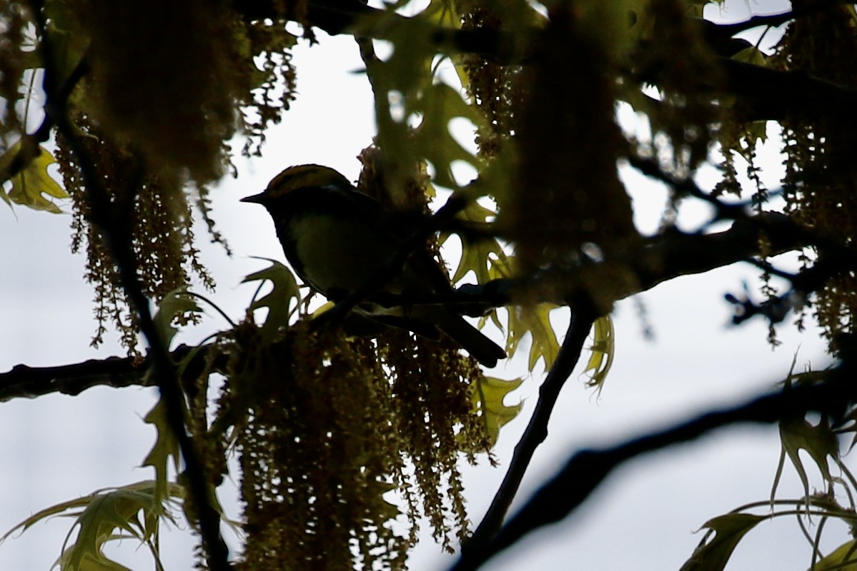 Black-throated Green Warbler - ML618450071