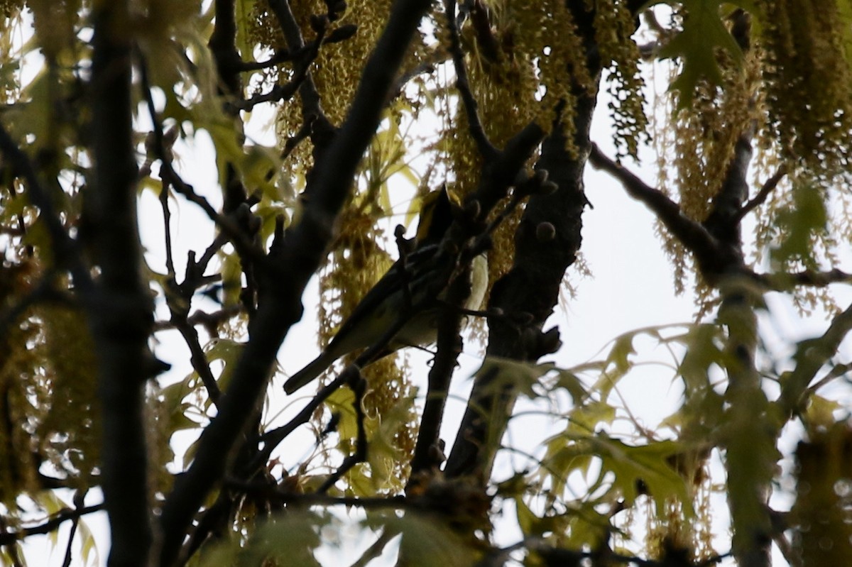 Black-throated Green Warbler - Pranav Kumar