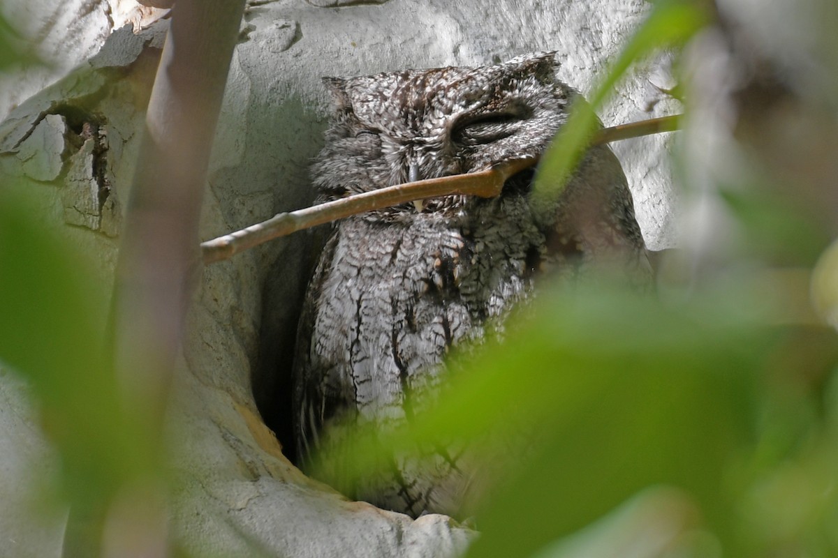 Western Screech-Owl - ML618450077