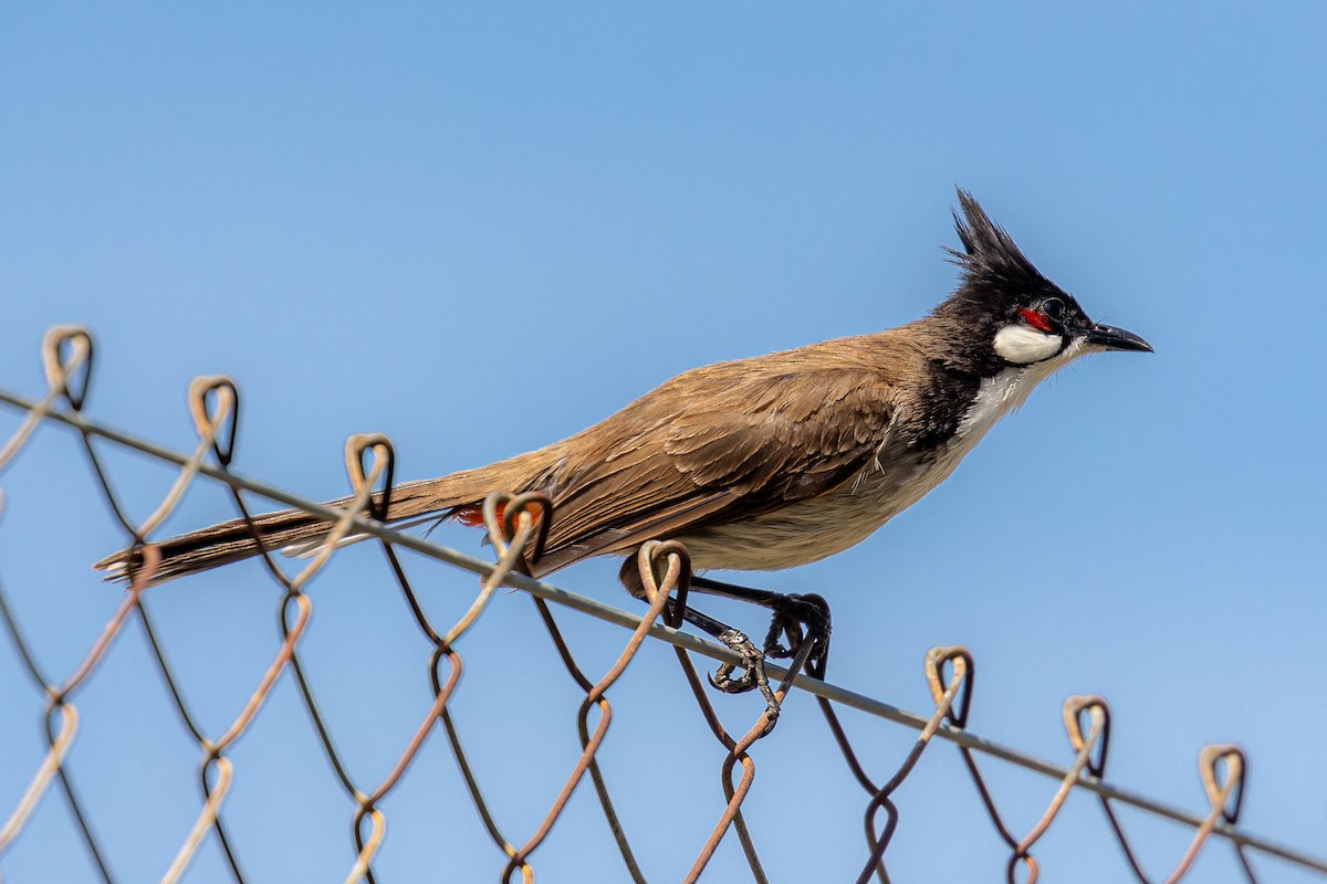 Red-whiskered Bulbul - Antonio M Abella