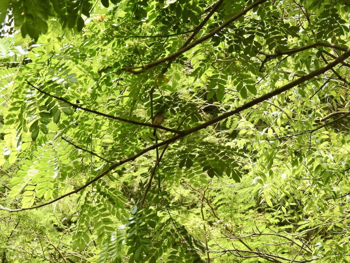 Broad-billed Tody - ML618450092