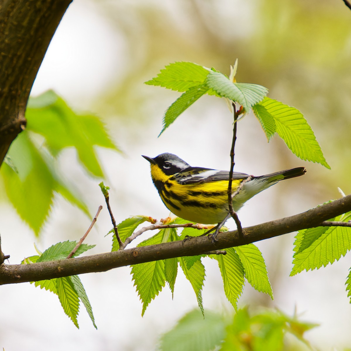 Magnolia Warbler - ML618450120