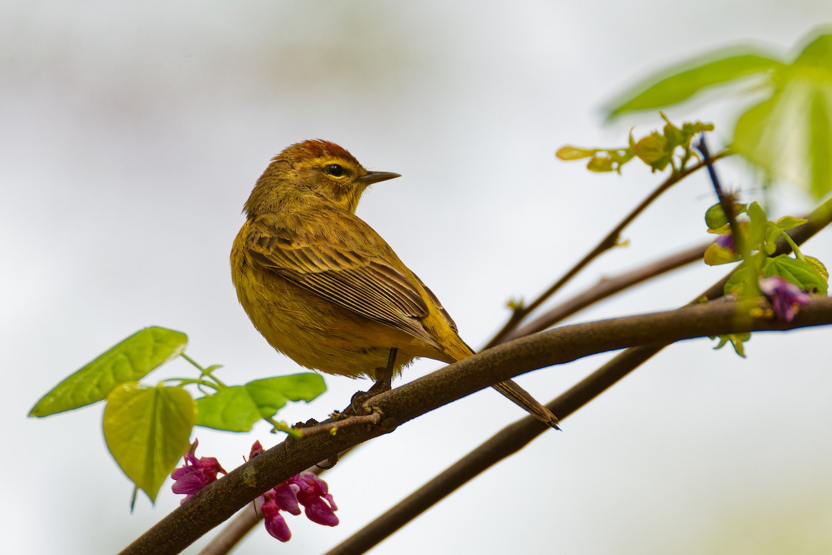 Palm Warbler - Ruogu Li