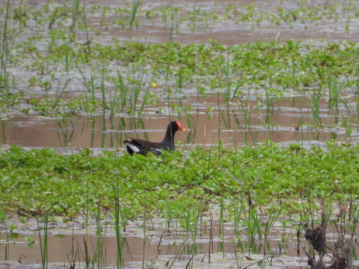 Common Gallinule - ML618450151