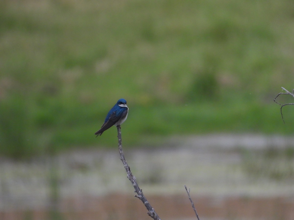 Tree Swallow - Mark Donahue