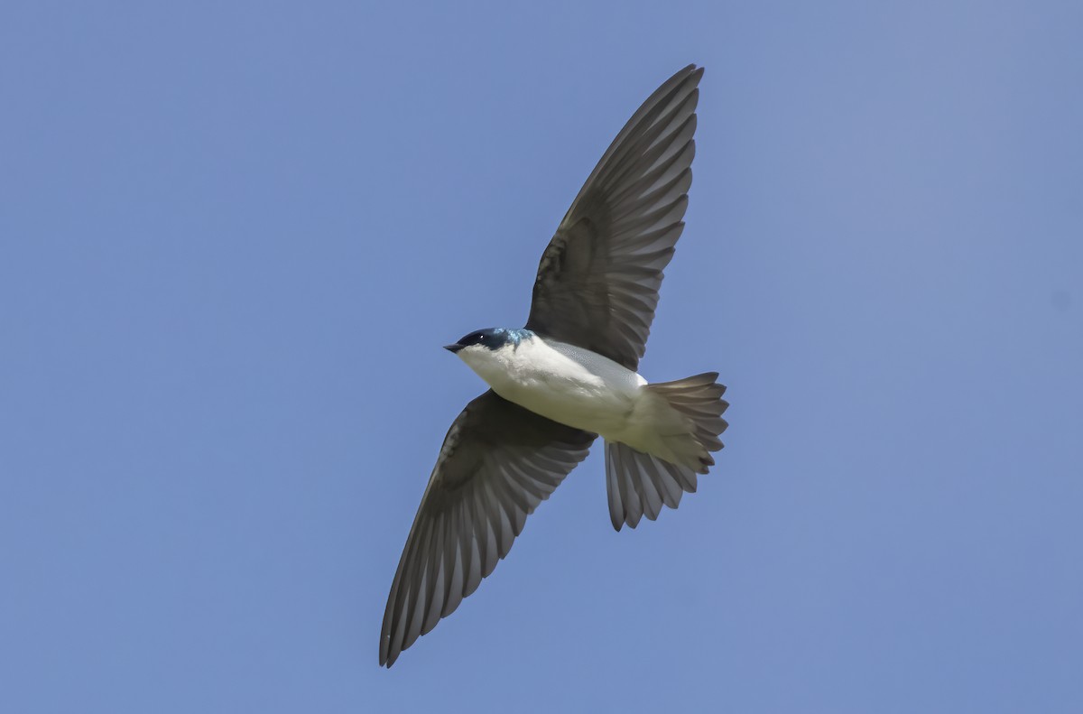 Tree Swallow - Jorge Montalvo