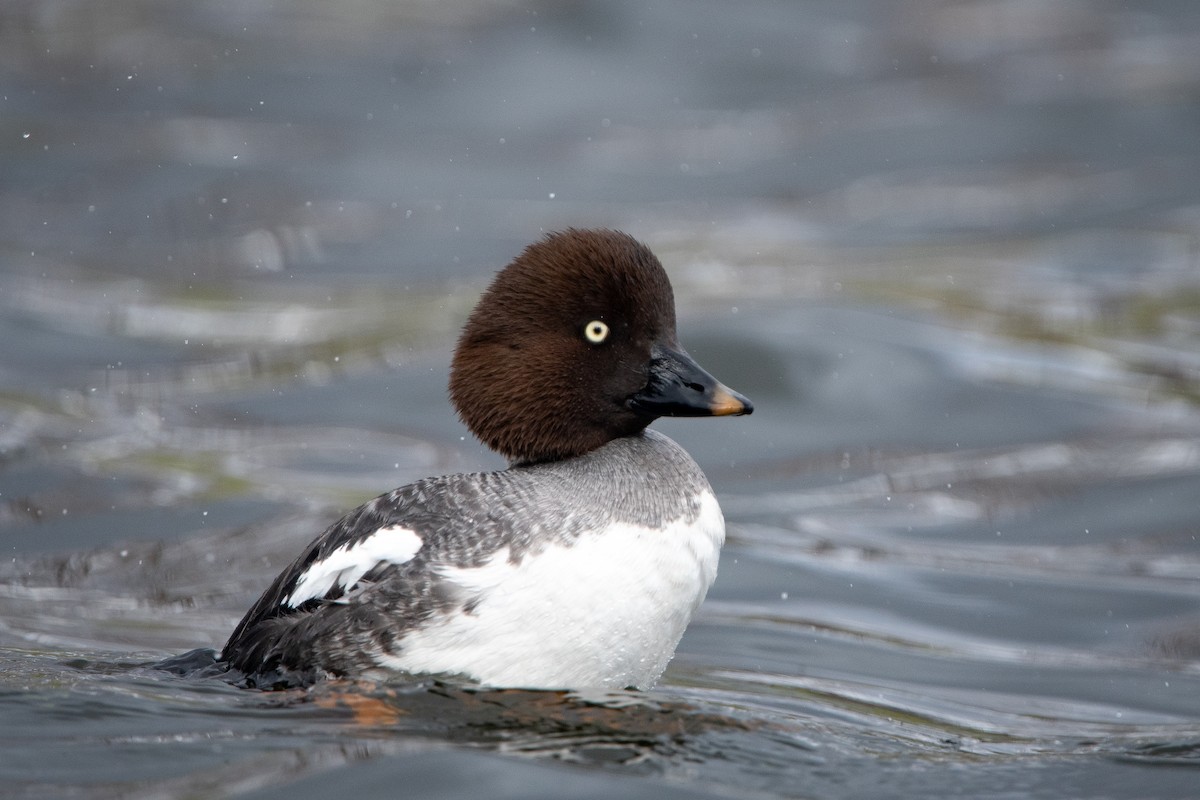 Common Goldeneye - ML618450252