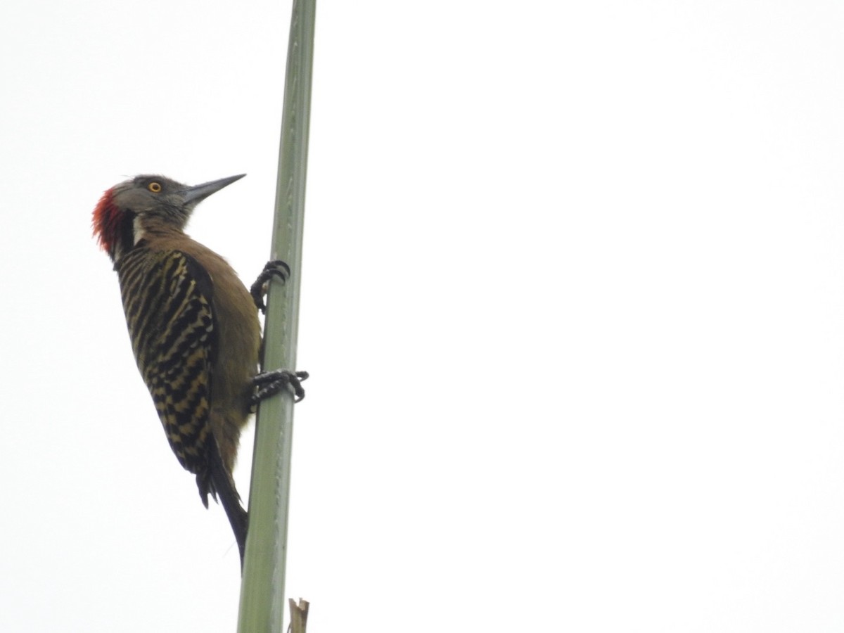 Hispaniolan Woodpecker - Ariel Dunham