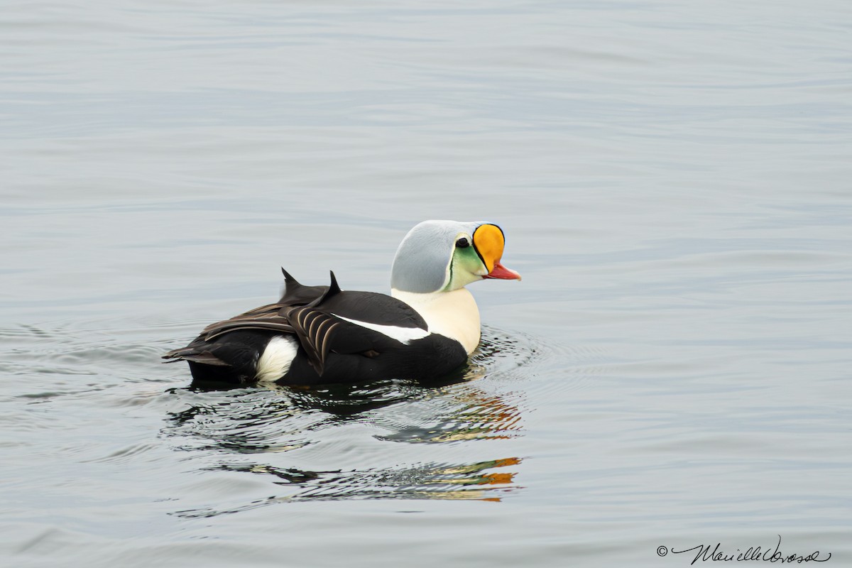 King Eider - Marielle Vanasse