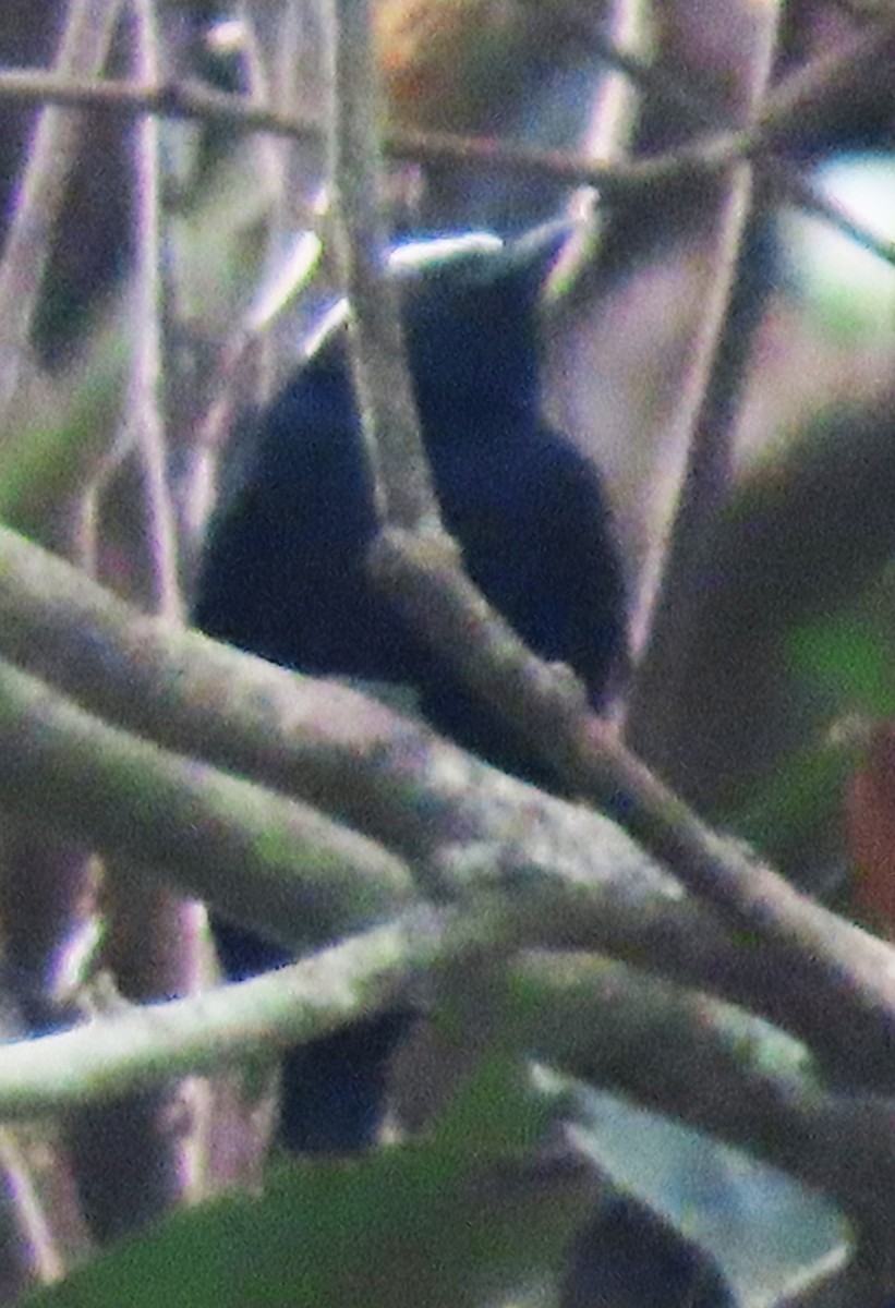 White-crowned Manakin - ML618450299