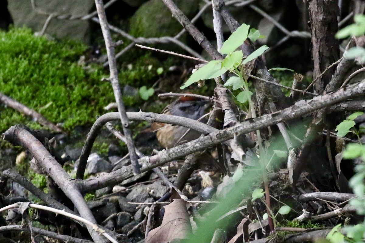 Swamp Sparrow - Pranav Kumar