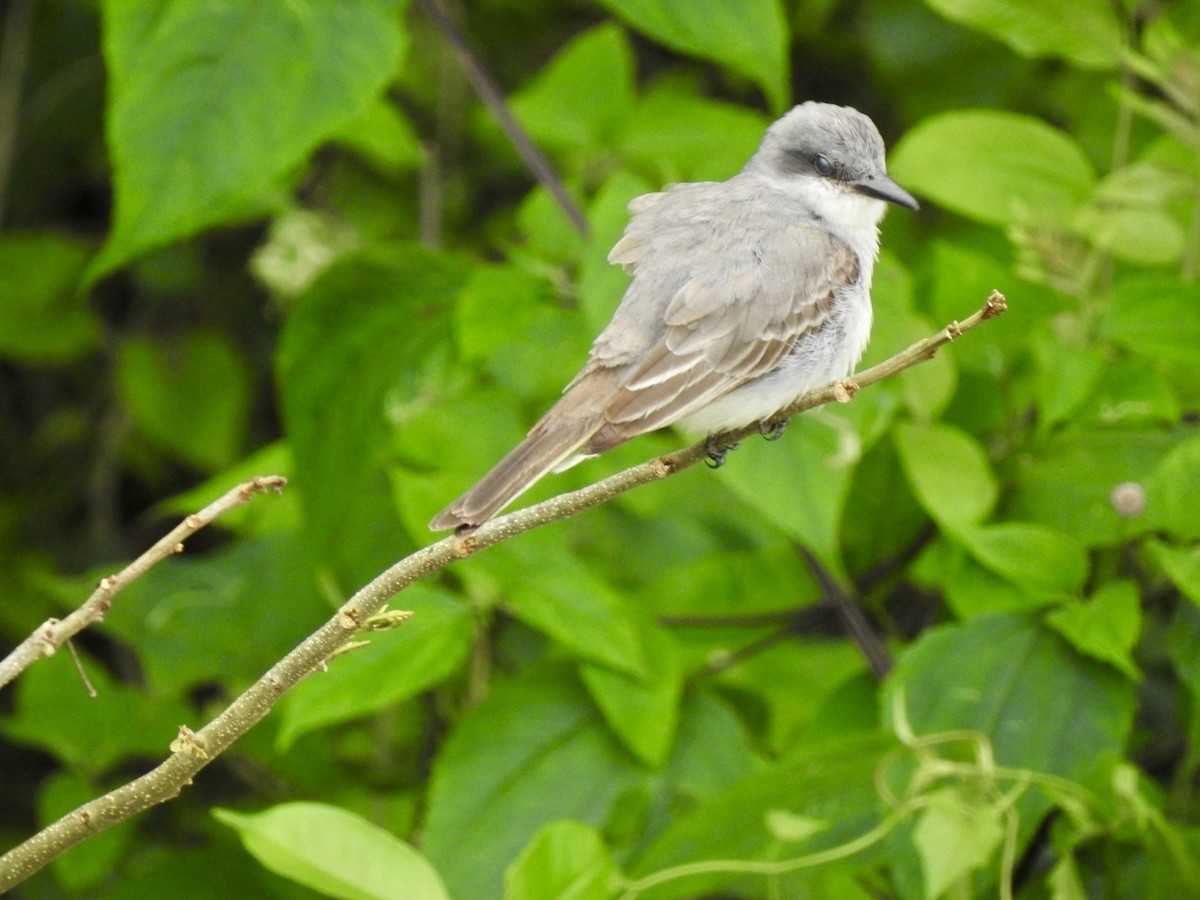 Gray Kingbird - ML618450309