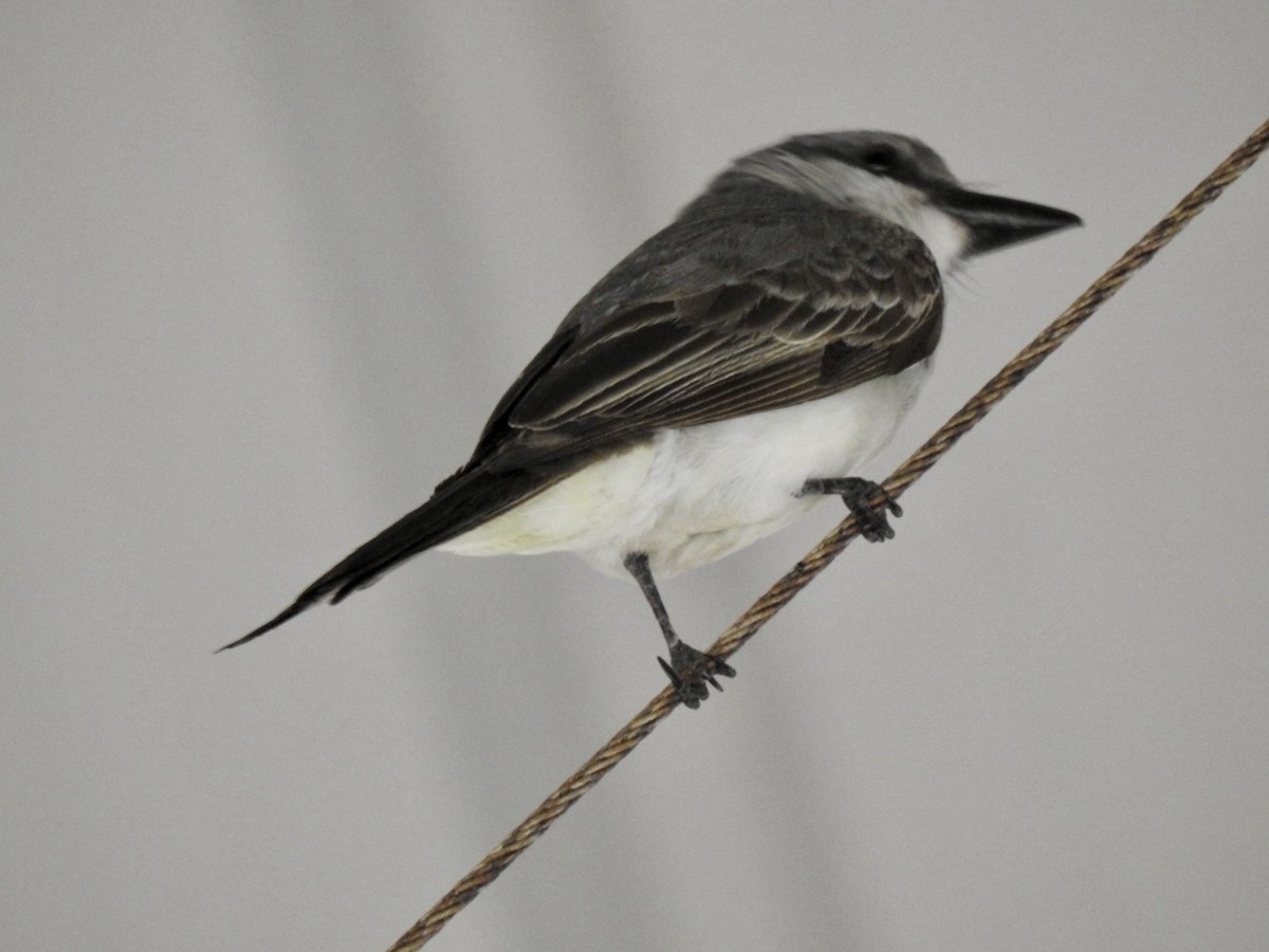 Gray Kingbird - Ariel Dunham