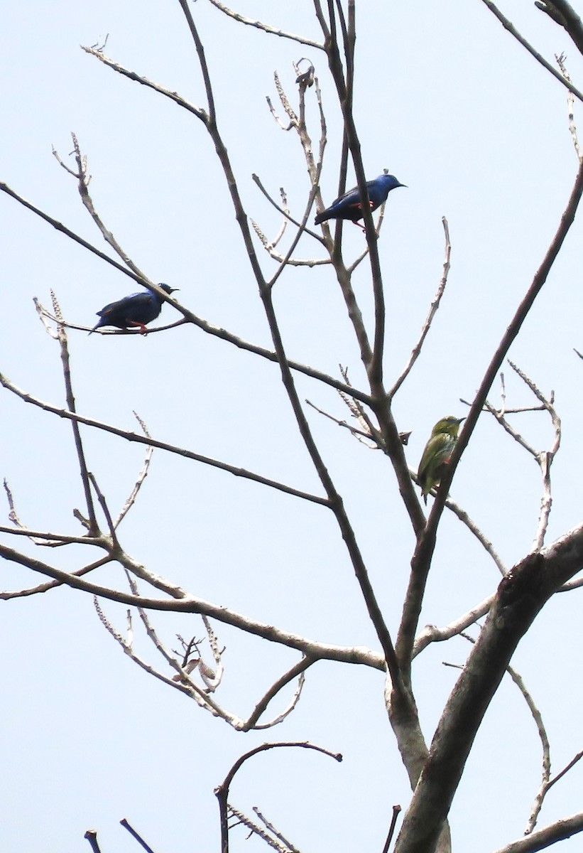 Short-billed Honeycreeper - ML618450331