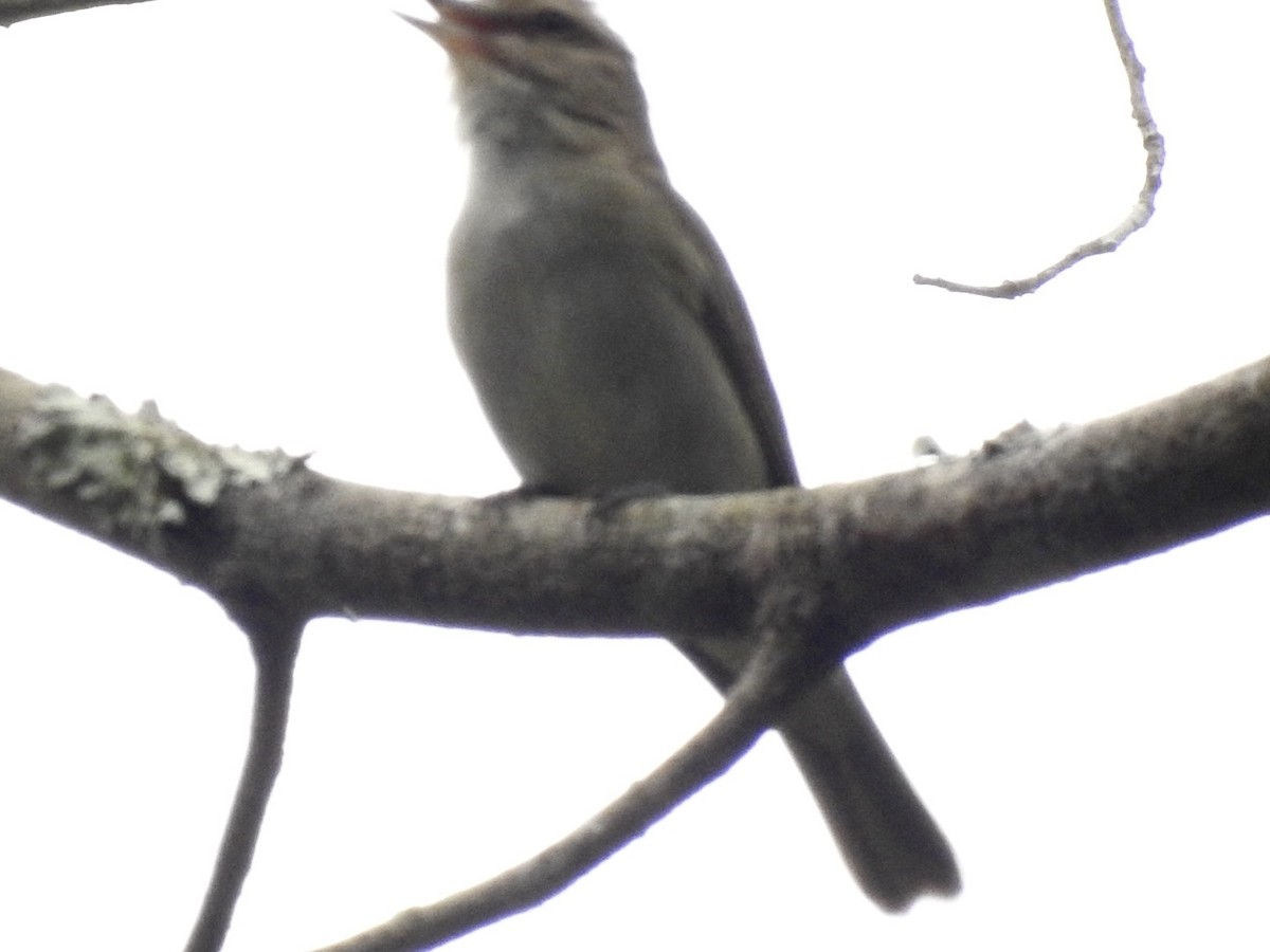 Black-whiskered Vireo - ML618450392