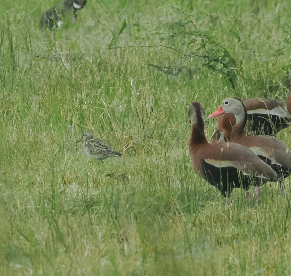 Pectoral Sandpiper - ML618450405