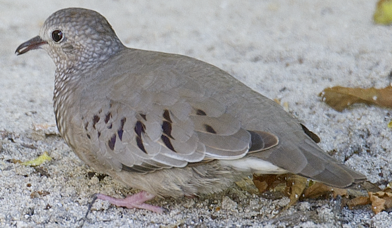 Common Ground Dove - johnny powell