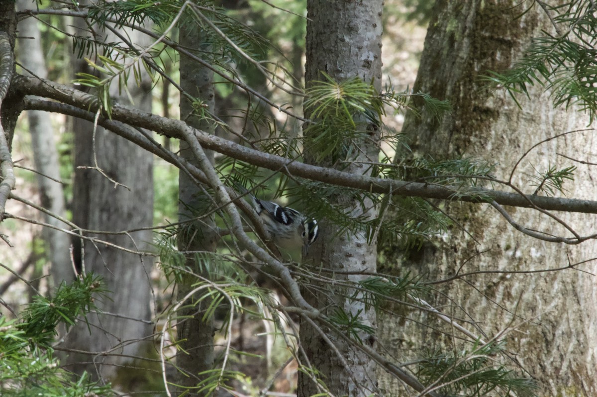 Black-and-white Warbler - Henry Edelman