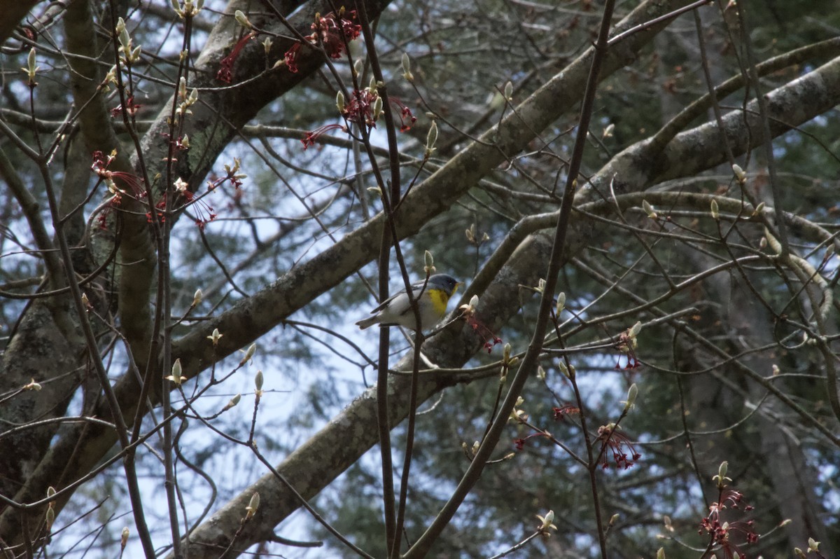 Northern Parula - Henry Edelman