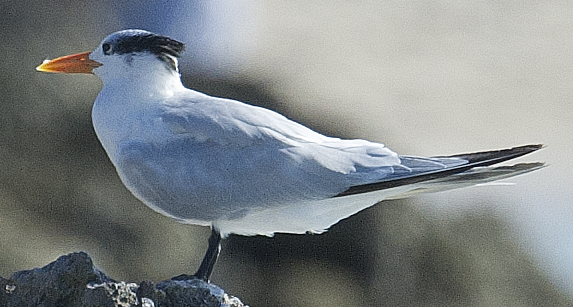 Royal Tern - johnny powell