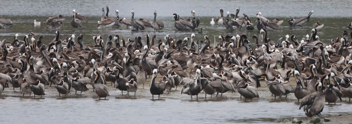 Brown Pelican - ML618450517