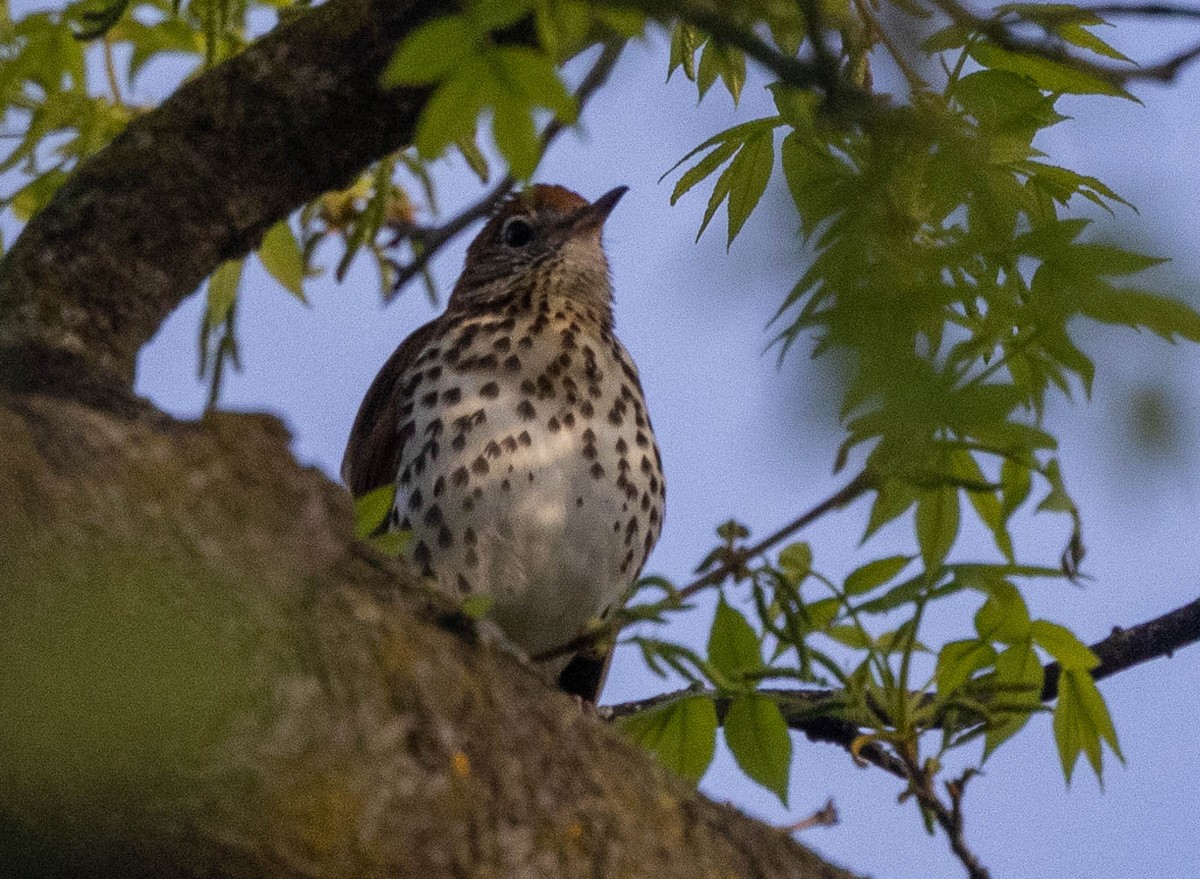 Wood Thrush - ML618450549