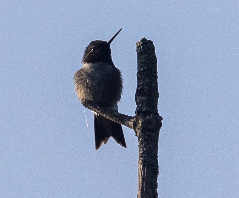 Colibri à gorge rubis - ML618450585