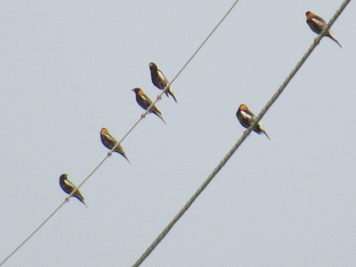 Bobolink - ML618450596