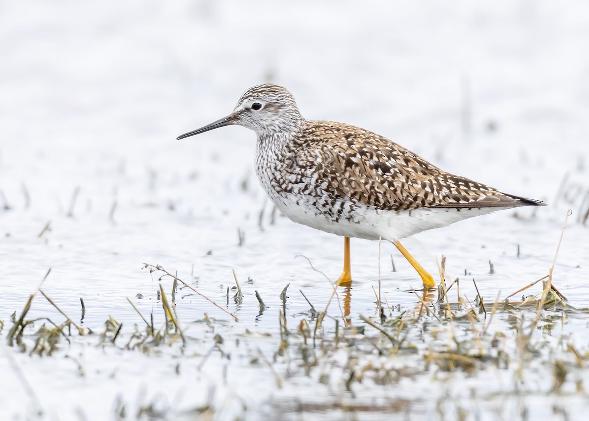 Lesser Yellowlegs - ML618450604