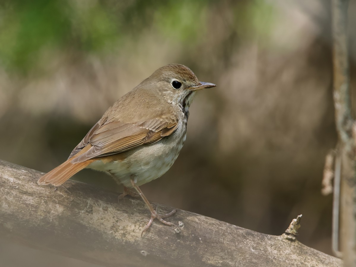 Hermit Thrush - ML618450621